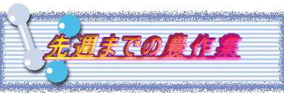 ��T�܂ł̔_���