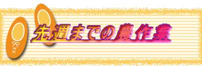 ��T�܂ł̔_���