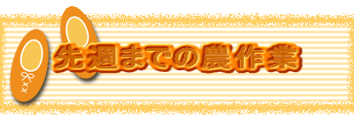 ��T�܂ł̔_���
