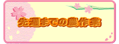先週までの農作業