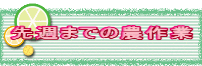 ��T�܂ł̔_���