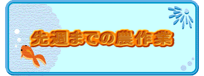 先週までの農作業