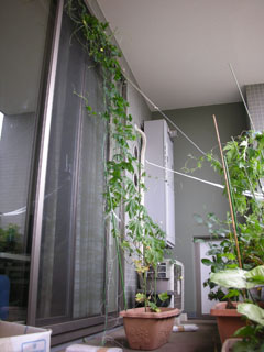 �S�[���M�������[01-1