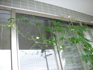 �S�[���M�������[01-2