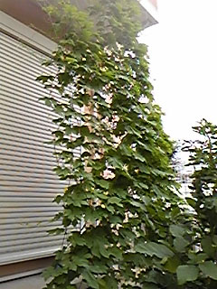 �S�[���M�������[02