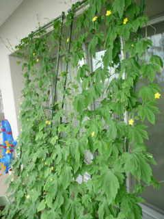 �S�[���M�������[03