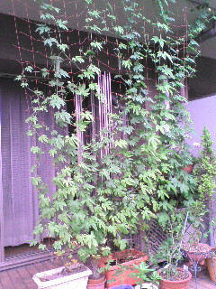 �S�[���M�������[05