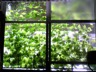 �S�[���M�������[04