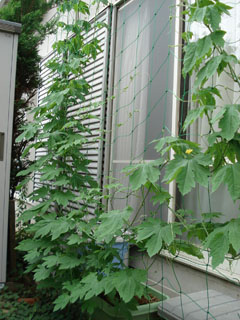 �S�[���M�������[06